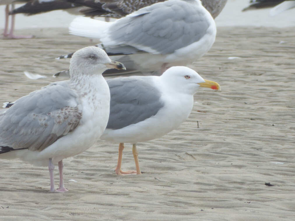 Photo of Yellow Legged Gull